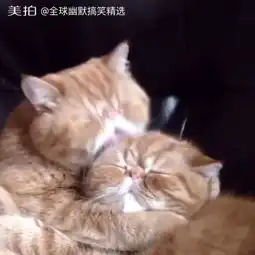  萌坏了,喵星人专业虐狗三十年宠物萌宠视频全球幽默搞笑精选的美拍