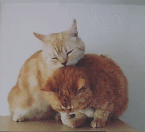 世界上确实有比撸一只猫更幸福的事,那就是撸两只猫