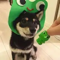  黑柴头像日版黑柴高清头像