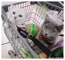  猫咪出门总被人撸,主人灵机一动想出好办法,牵引绳上的文字亮了