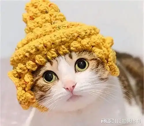  为猫好,想给猫戴上帽子让猫美美的,猫却不领情
