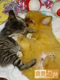 qq情侣头像猫一对两张