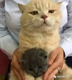  家里两只猫争宠吃醋,主人让橘猫抱抱蓝猫缓解矛盾,橘猫一脸嫌弃