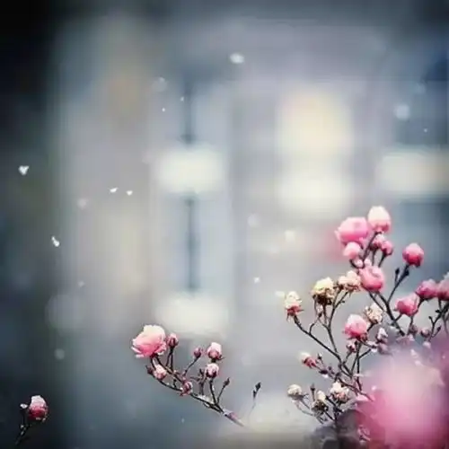 最美八首鹧鸪天,满满的诗情画意