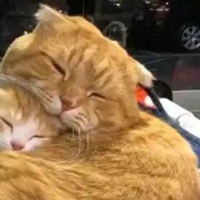  猫咪情头一对两张可爱打架2020猫咪情侣头像一左一右高清