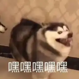  适合情侣用的萌宠表情包,萌出天际