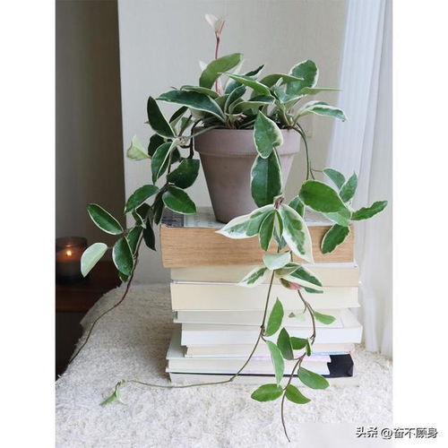  家里有球兰,做好3个基本点,叶子浓绿,花开不断
