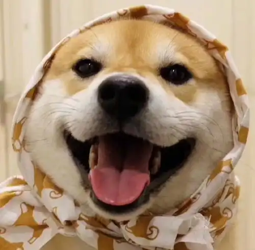 情侣头像狗搞笑