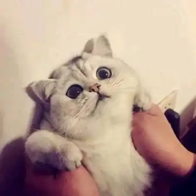  我们一起喵喵喵可爱情侣猫猫头像