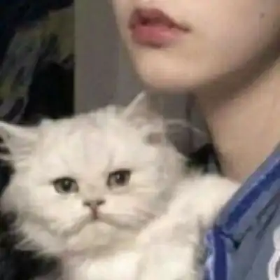 污情侣头像猫咪