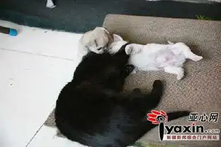  猫妈妈收养两只孤儿小狗传抓老鼠本领