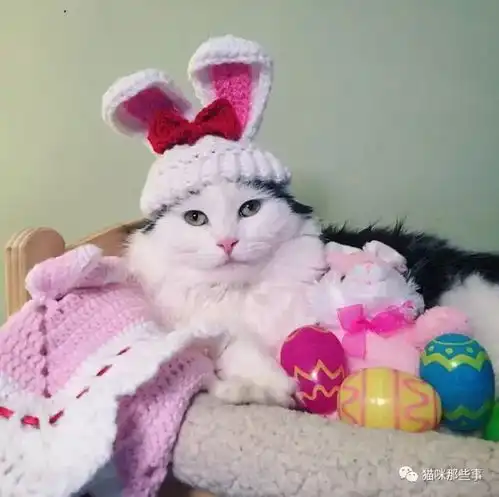  这只猫咪的睡姿也太萌了吧好招人喜欢哦