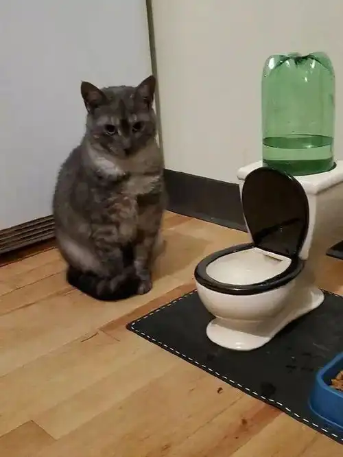  猫只爱喝马桶水我送了它一碗,结果它还生气了