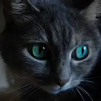 小猫情侣头像超萌黑猫