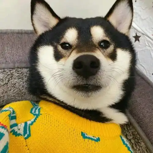  柴犬价格为什么这么高