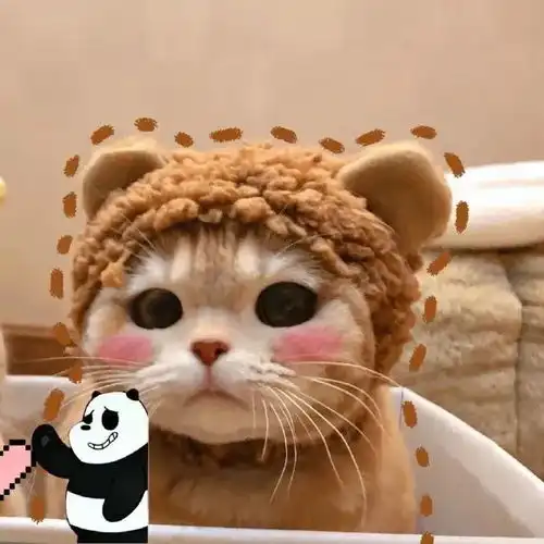  我宣布这只猫承包了我一年的头像和表情包全网最萌小猫咪我不允许你还不知道