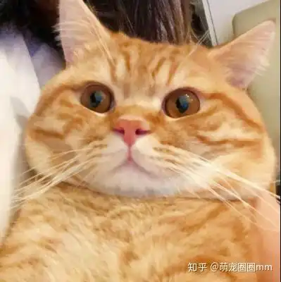 猫咪情侣头像一左一右橘