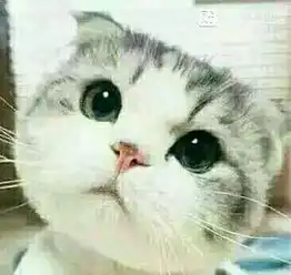  谁能提供几对好看的小猫咪的情侣头像,不要人抱着的