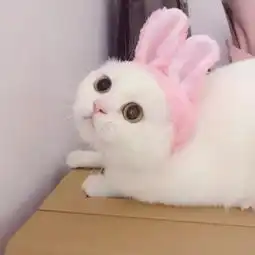  萌系头像向可爱势力低头