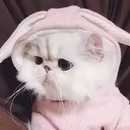  萌宠情头