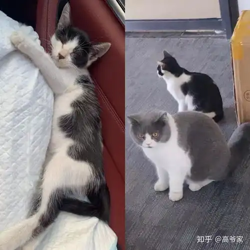  求推荐一款猫粮,家里养两只猫