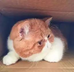  为了争夺纸箱,两只猫咪扭打在一起,刚回家的狗狗不知所措