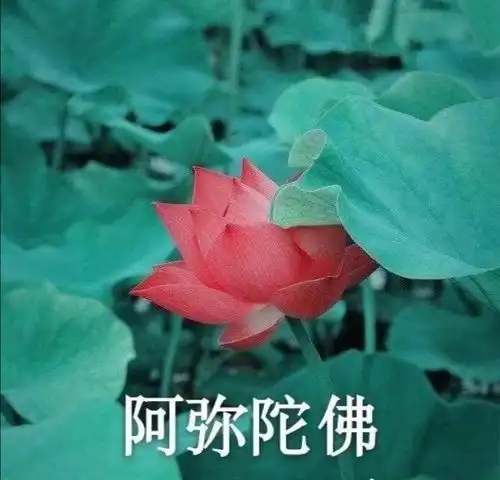  怎样分辨真假壶妹