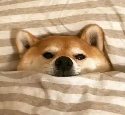 狗狗情侣头像一对库车大