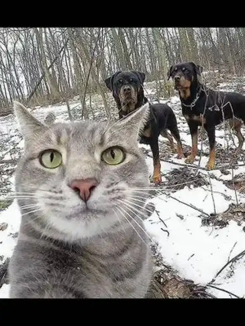 两只猫咪图片情侣头像自