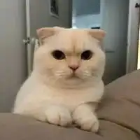 超好看的情侣头像一对动