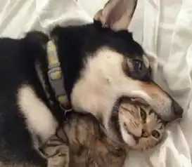  救命呀,快来人呀,这狗子要吃猫啦
