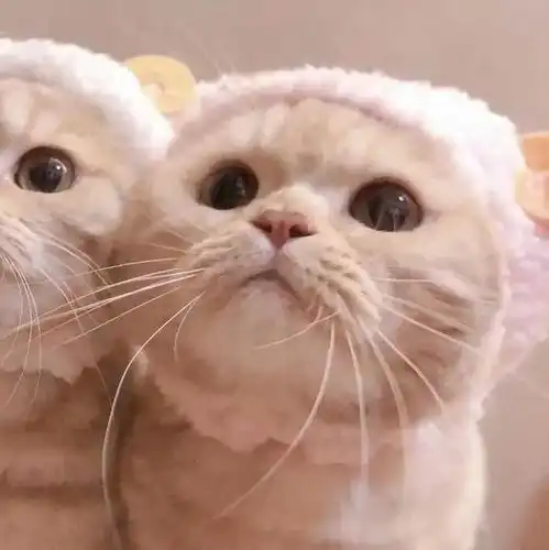 有关于猫的情侣头像情头