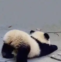  熊猫头像
