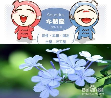  给不同星座十二星座女生送什么类型的花