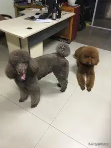  家里发生猫狗大战,两只大狗狗弱爆了被一只小猫咪打得好惨