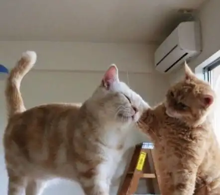  两小无猜的猫咪,这不就是情侣的日常吗网友看完我酸了