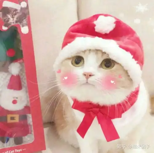 微信情侣头像猫咪可爱