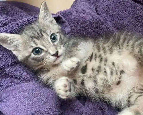  2只小奶猫被封袋丢垃圾桶,差点被闷死,幸好救星出现...