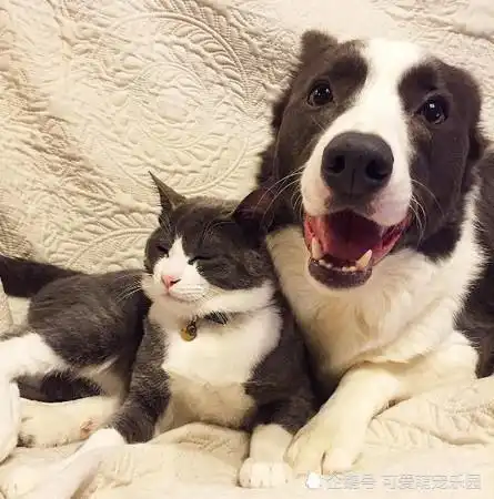 可爱猫狗情侣头像