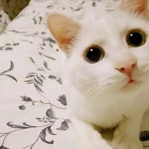 猫咪情侣头像一左一右宗