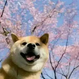  猫猫狗狗的有爱情侣头像