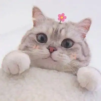 小猫情侣头像超萌小猫