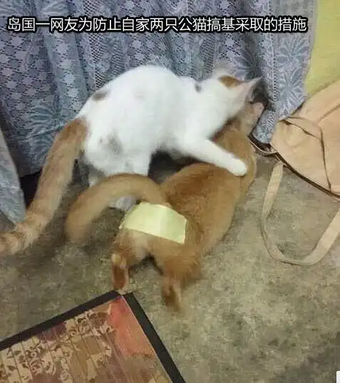  好奇,两只公猫之间也会有爱情吗