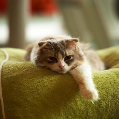  猫萌萌哒头像,可爱的小猫咪分享给用小猫做头像的女生