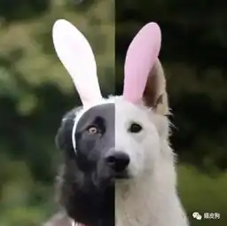  这对白加黑情侣狗,美翻了...