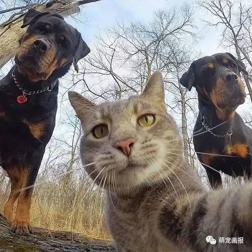  爱自拍的猫咪,出去拍照的时候还带着两只狗狗跟班
