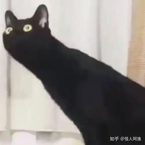  这个猫头像的情侣头像谁能找下