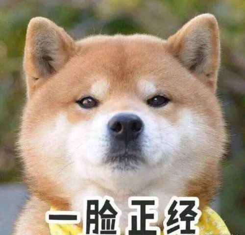  家中惊现斑斑血迹原来是狗狗的这位亲戚悄悄地来了...