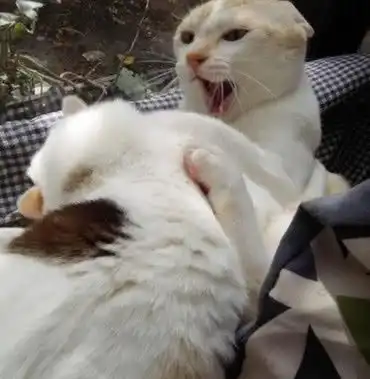  两只猫咪打的不可开交,主人刚想上前劝架,下一幕却让人爆笑