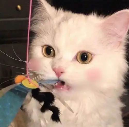  猫咪可爱情侣头像想和你养一只猫呀